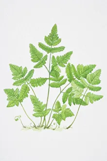 Illustration, serrated green leaves of Pteridium sp. Bracken Illustration, serrated green leaves of Pteridium sp. Bracken