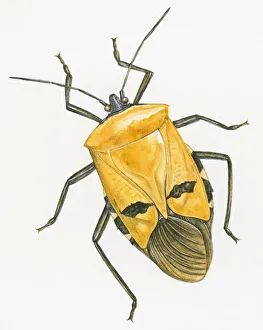Illustration of Shield Bug (Acanthosoma labiduroides), insects of Hemiptera order also Illustration of Shield Bug (Acanthosoma labiduroides), insects of Hemiptera order also