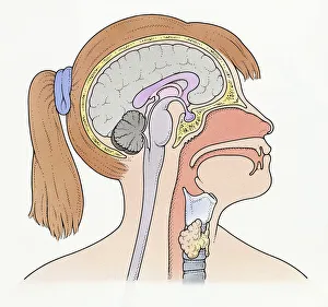 Illustration showing connection of thyroid gland and pituitary gland to brain of pre-adolescent girl Illustration showing connection of thyroid gland and pituitary gland to brain of pre-adolescent girl