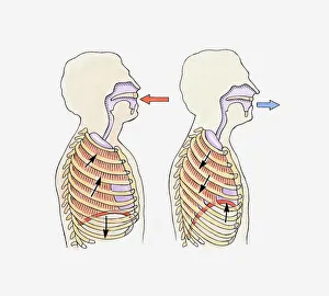 Illustration showing diaphragm moving down when exhaling and up when inhaling Illustration showing diaphragm moving down when exhaling and up when inhaling