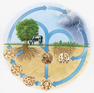 Illustration showing nitrogen and hydrologic cycle Illustration showing nitrogen and hydrologic cycle