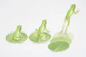 Illustration showing stages of a frog leaping from lily pad Illustration showing stages of a frog leaping from lily pad