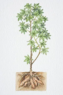 Illustration, shrub with green star shaped leaves, cross section view of roots in soil, side view Illustration, shrub with green star shaped leaves, cross section view of roots in soil, side view