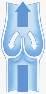 Illustration of shut valve stopping backward flow of blood Illustration of shut valve stopping backward flow of blood