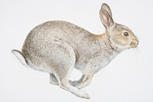 Illustration, sitting European Rabbit (Oryctolagus cuniculus), side view Illustration, sitting European Rabbit (Oryctolagus cuniculus), side view