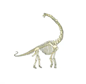 Illustration of skeleton of Brachiosaurus dinosaur Illustration of skeleton of Brachiosaurus dinosaur