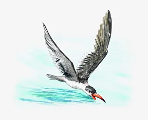 Illustration of a skimmer (Rynchops sp.) swooping over the water to catch food Illustration of a skimmer (Rynchops sp.) swooping over the water to catch food