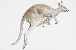 Illustration, skipping female Kangaroo (Macropus sp.) with baby peeking out of its pouch, side view Illustration, skipping female Kangaroo (Macropus sp.) with baby peeking out of its pouch, side view