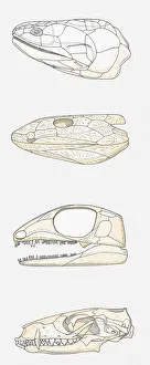 Illustration of the skulls of four vertebrates, fleshy-finned fish (Sarcopterygii) Illustration of the skulls of four vertebrates, fleshy-finned fish (Sarcopterygii)