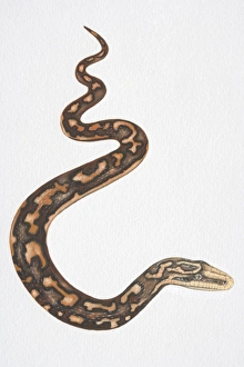 Illustration, slithering Carpet Python (morelia spilota) Illustration, slithering Carpet Python (morelia spilota)
