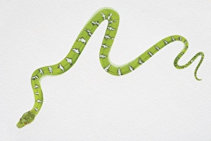Illustration, slithering Emerald Tree Boa (corallus caninus), view from above Illustration, slithering Emerald Tree Boa (corallus caninus), view from above