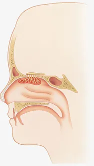 Illustration of smell sensors, nasal epithelium, olfactory bulb, turbinate, bones Illustration of smell sensors, nasal epithelium, olfactory bulb, turbinate, bones