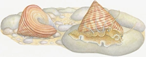 Illustration of Top Snail (Calliostoma) emerging from shell with empty shell behind Illustration of Top Snail (Calliostoma) emerging from shell with empty shell behind