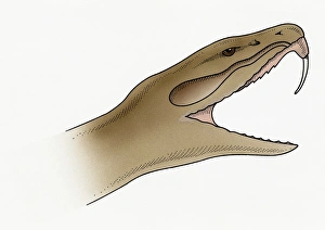 Illustration of snake showing needle-sharp, recurved tooth Illustration of snake showing needle-sharp, recurved tooth