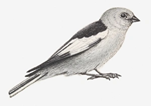 Illustration of Snow Bunting (Plectrophenax nivalis) Illustration of Snow Bunting (Plectrophenax nivalis)