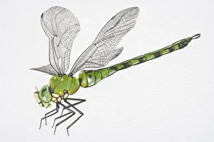 Illustration, Southern Hawker Dragonfly (aeshna cyanea), side view Illustration, Southern Hawker Dragonfly (aeshna cyanea), side view