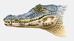 Illustration of Spectacled Caiman (Caiman crocodilus), profile Illustration of Spectacled Caiman (Caiman crocodilus), profile