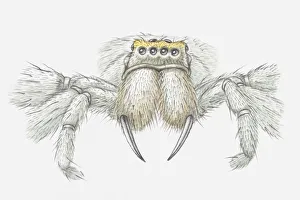 Illustration of spider with fangs clearly visible, front view Illustration of spider with fangs clearly visible, front view