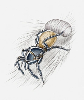 Illustration of a spider wrapping its prey in a silken cocoon Illustration of a spider wrapping its prey in a silken cocoon