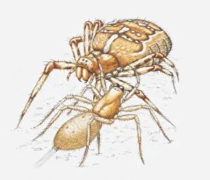 Illustration of two spiders fighting each other Illustration of two spiders fighting each other