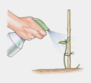 Illustration of spraying water over seedling attached to bamboo support Illustration of spraying water over seedling attached to bamboo support