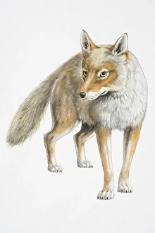 Illustration, standing Coyote (Canis latrans), front view Illustration, standing Coyote (Canis latrans), front view