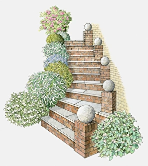 Illustration of steps flanked by rounded plants Illustration of steps flanked by rounded plants