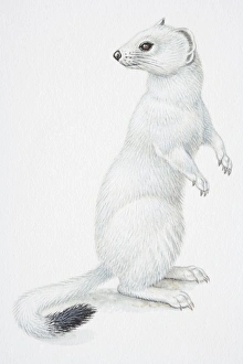 Illustration, Stoat or Ermine (Mustela erminea) standing on hind legs and turning its head back to look behind it Illustration, Stoat or Ermine (Mustela erminea) standing on hind legs and turning its head back to look behind it