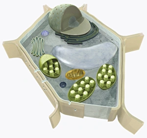 Illustration of the structure of a plant cell, including nucleus, nucleolus, ribosome Illustration of the structure of a plant cell, including nucleus, nucleolus, ribosome