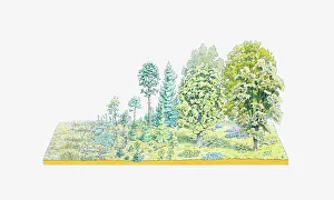 Illustration of successive development of flora in a temperate forest region, from mosses Illustration of successive development of flora in a temperate forest region, from mosses