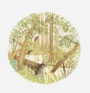 Illustration of swamp flora with uprooted tree Illustration of swamp flora with uprooted tree