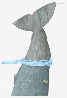 Illustration of tail fin of Sperm Whale (Physeter macrocephalus) as it dives in water Illustration of tail fin of Sperm Whale (Physeter macrocephalus) as it dives in water