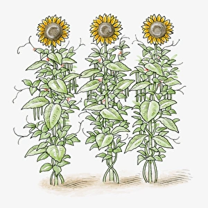 Illustration of three tall Helianthus annuus (Sunflower) plants Illustration of three tall Helianthus annuus (Sunflower) plants