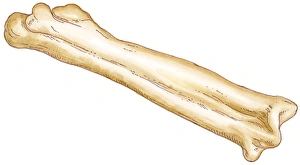 Illustration of tarsometatarsus of tetrapod bird formed from fusion of ankle and foot bones Illustration of tarsometatarsus of tetrapod bird formed from fusion of ankle and foot bones