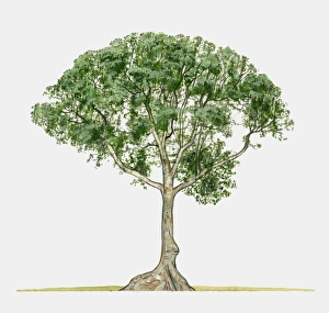 Illustration of Terminalia catappa (Java Almond), a large tropical tree Illustration of Terminalia catappa (Java Almond), a large tropical tree