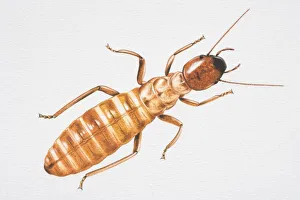 Illustration, Termite (Isoptera), view from above Illustration, Termite (Isoptera), view from above