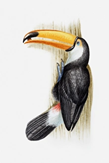 Illustration of a Toco toucan (Ramphastos toco) with a seed in its beak, perching on a tree trunk Illustration of a Toco toucan (Ramphastos toco) with a seed in its beak, perching on a tree trunk