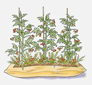 Illustration of tomato plants in compost bag with marigolds growing between to attract pests Illustration of tomato plants in compost bag with marigolds growing between to attract pests