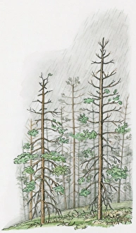 Illustration of torrential acid rain damaging tall trees on hill Illustration of torrential acid rain damaging tall trees on hill
