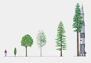 Illustration of five trees of different heights compared to space rocket and adult man Illustration of five trees of different heights compared to space rocket and adult man