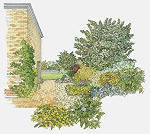 Illustration of trees, shrubs and flowers planted in garden Illustration of trees, shrubs and flowers planted in garden