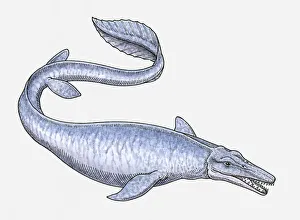 Illustration of Tylosaurus, a late Cretaceous mosasaur Illustration of Tylosaurus, a late Cretaceous mosasaur