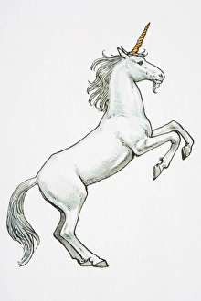 Illustration, unicorn standing on hind legs Illustration, unicorn standing on hind legs