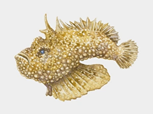 Illustration of venomous Stonefish (Synanceja) Illustration of venomous Stonefish (Synanceja)