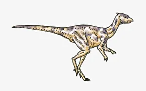 Illustration of Wannanosaurus basal pachycephalosaurian dinosaur Illustration of Wannanosaurus basal pachycephalosaurian dinosaur