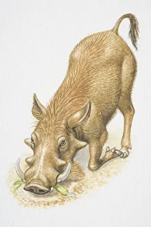 Illustration, Warthog (Phacochoerus africanus) kneeling with bent forelegs, eating root vegetable, front view Illustration, Warthog (Phacochoerus africanus) kneeling with bent forelegs, eating root vegetable, front view