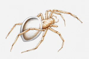 Illustration of a Water spider (Argyroneta aquatica) Illustration of a Water spider (Argyroneta aquatica)
