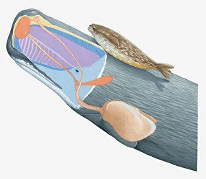 Illustration of Weddell Seal and cross section of Sperm Whale showing lungs, nasal passages, spermaceti Illustration of Weddell Seal and cross section of Sperm Whale showing lungs, nasal passages, spermaceti