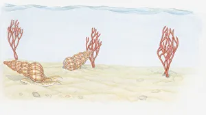 Illustration of Wentletrap (Epitonium), predatory snails and Pink Sea Fan (Eunicella verrucosa) coral living on seabed below ocean tideline Illustration of Wentletrap (Epitonium), predatory snails and Pink Sea Fan (Eunicella verrucosa) coral living on seabed below ocean tideline
