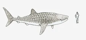 Illustration of Whale shark (Rhincodon typus) and a man stood next to it to show scale Illustration of Whale shark (Rhincodon typus) and a man stood next to it to show scale